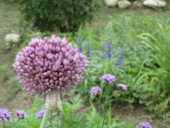 この花は何でしょう 花やペットに癒されながら