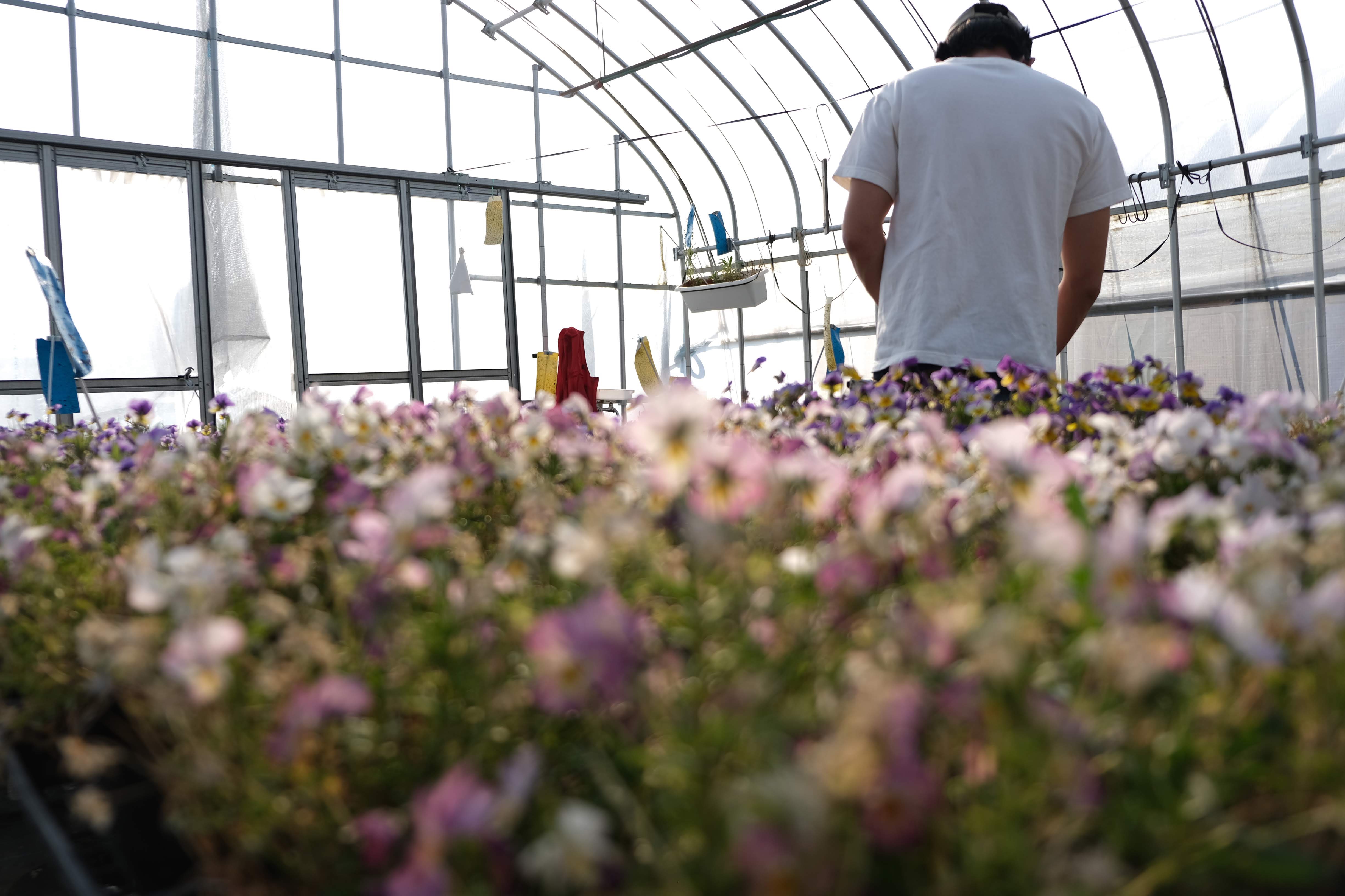 花花 About | 87farm