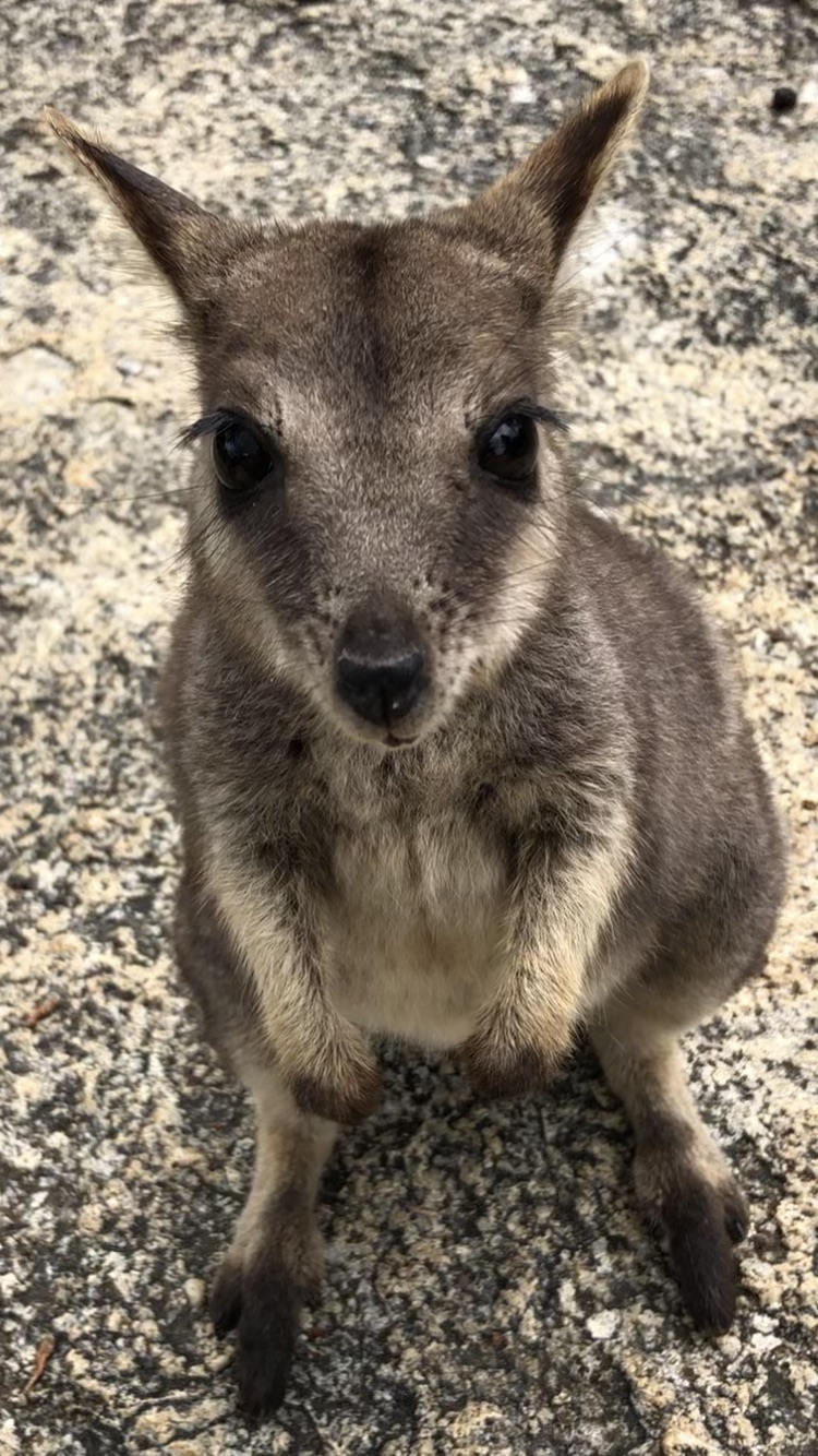 世界一幸せな動物 ドルフィンツアーズ ケアンズ オーストラリア