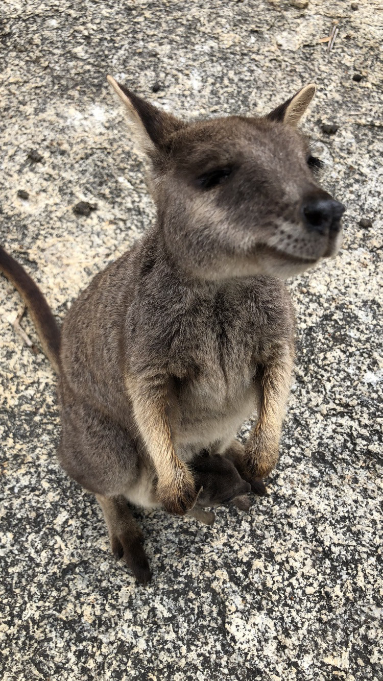 世界一幸せな動物 ドルフィンツアーズ ケアンズ オーストラリア