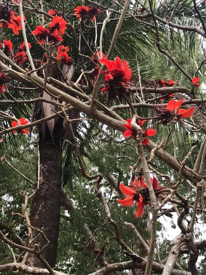 デイゴの花 ドルフィンツアーズ ケアンズ オーストラリア