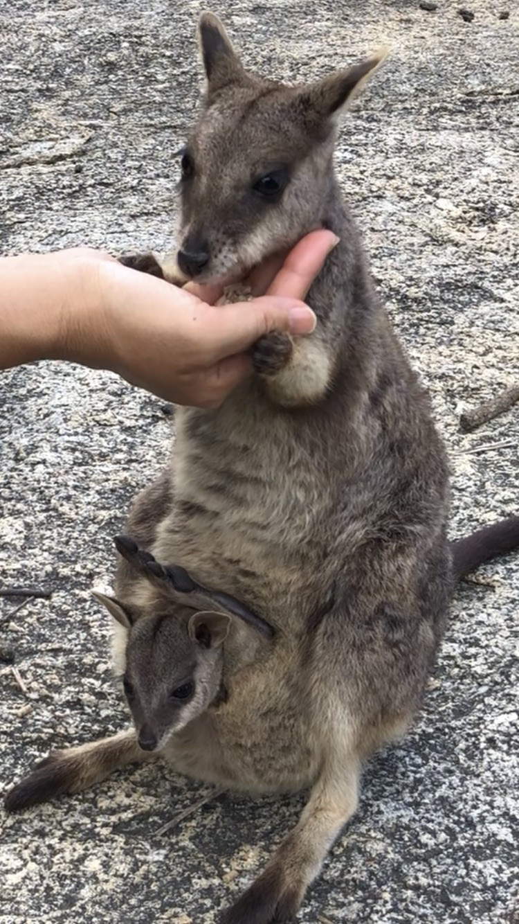 世界一幸せな動物 ドルフィンツアーズ ケアンズ オーストラリア