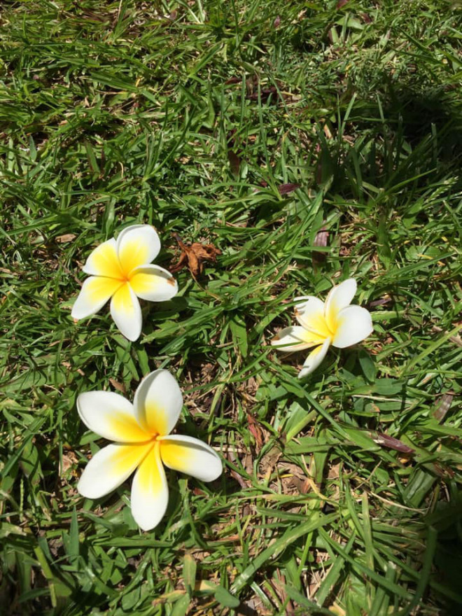 プルメリア ケアンズのお花 ドルフィンツアーズ ケアンズ オーストラリア