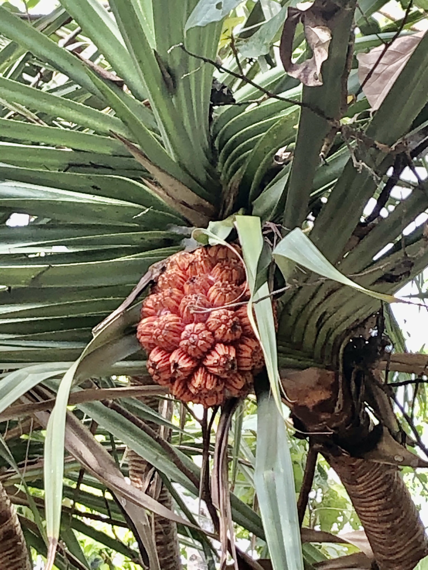 🌴熱帯の植物 パンダナス🌴 | ドルフィンツアーズ ケアンズ オーストラリア