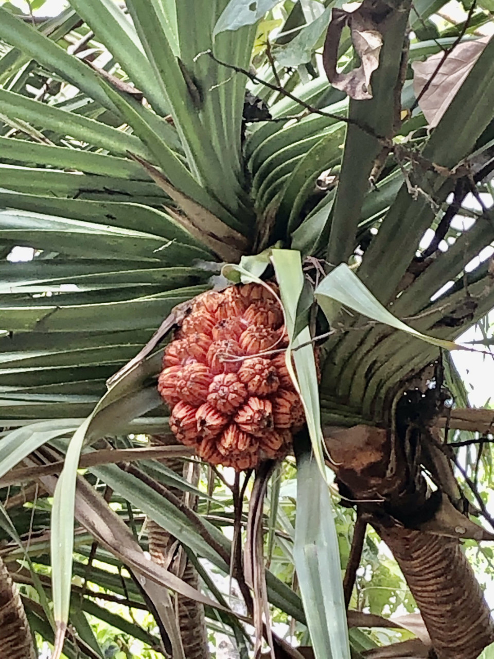 熱帯の植物 パンダナス ドルフィンツアーズ ケアンズ オーストラリア