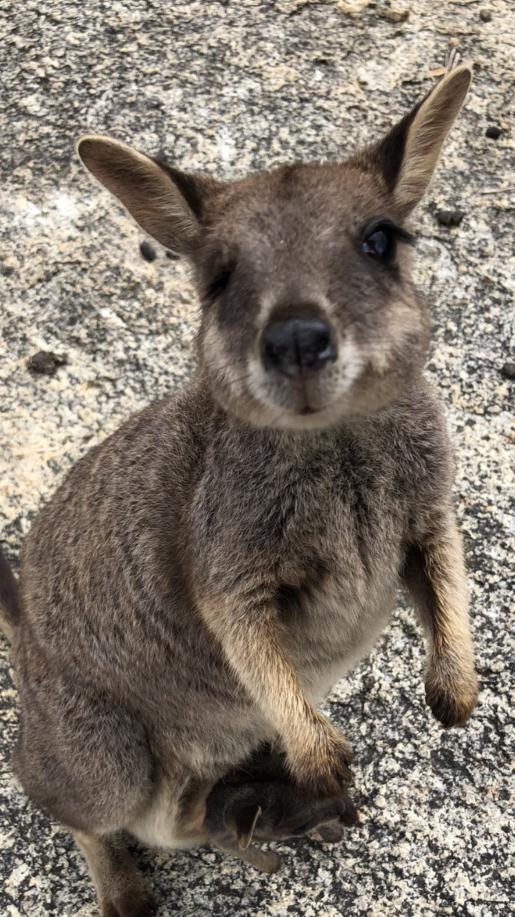 世界一幸せな動物 ドルフィンツアーズ ケアンズ オーストラリア