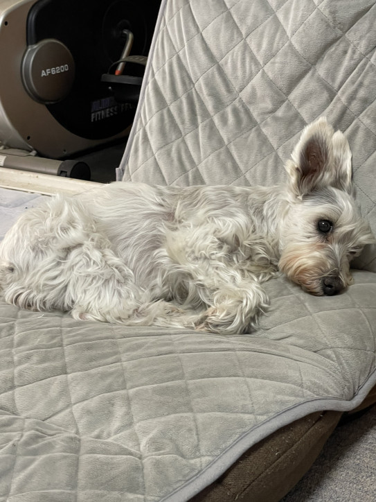 大好きな父さん ななちゃん