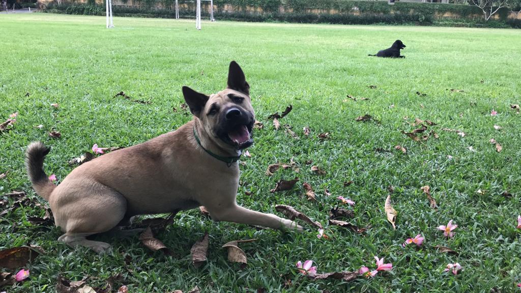 バリビンテージ 口を大きく開けた犬が可愛らしい黒檀の艶が美しい