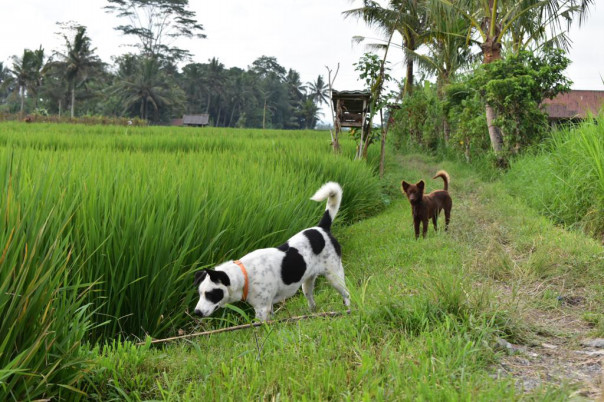 バリ犬ってすごいんです Bali Allure バリ島から発信するwebマガジン