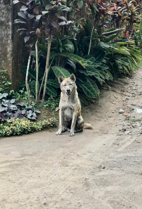 バリ犬ってすごいんです Bali Allure バリ島から発信するwebマガジン バリ犬ってすごいんです Bali Allure バリ島から発信するwebマガジン