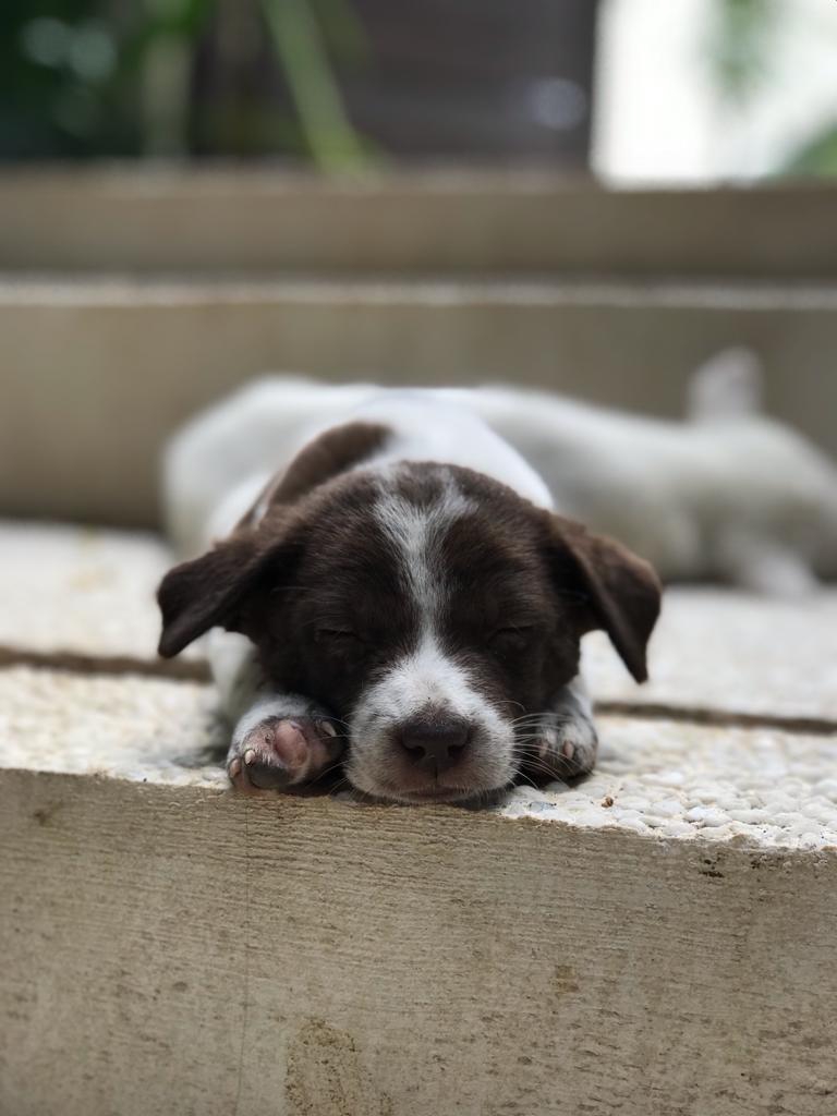 バリビンテージ 口を大きく開けた犬が可愛らしい黒檀の艶が美しい