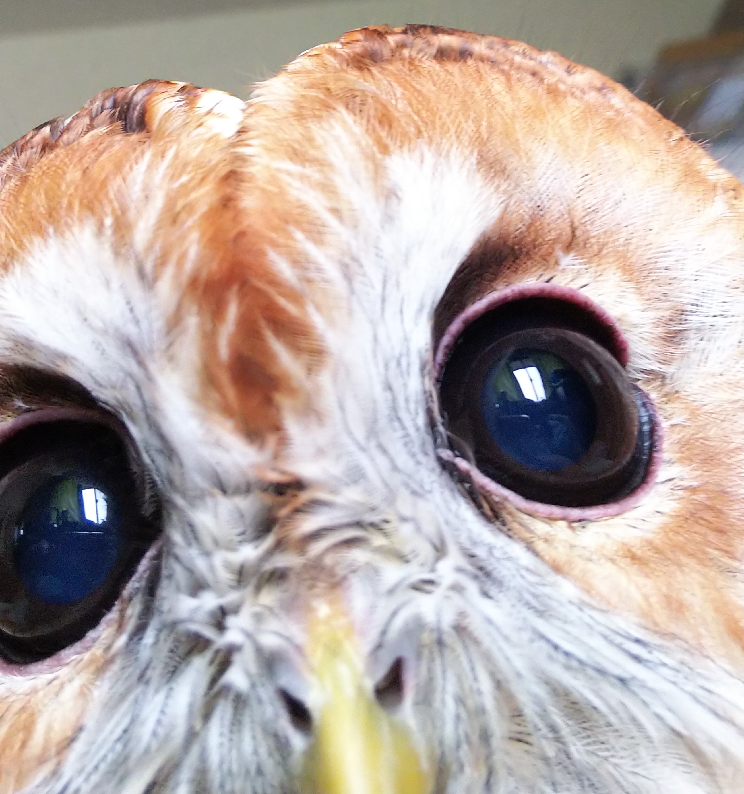 新年のあいさつと年頭所感の書き方 学び処ひなぎく