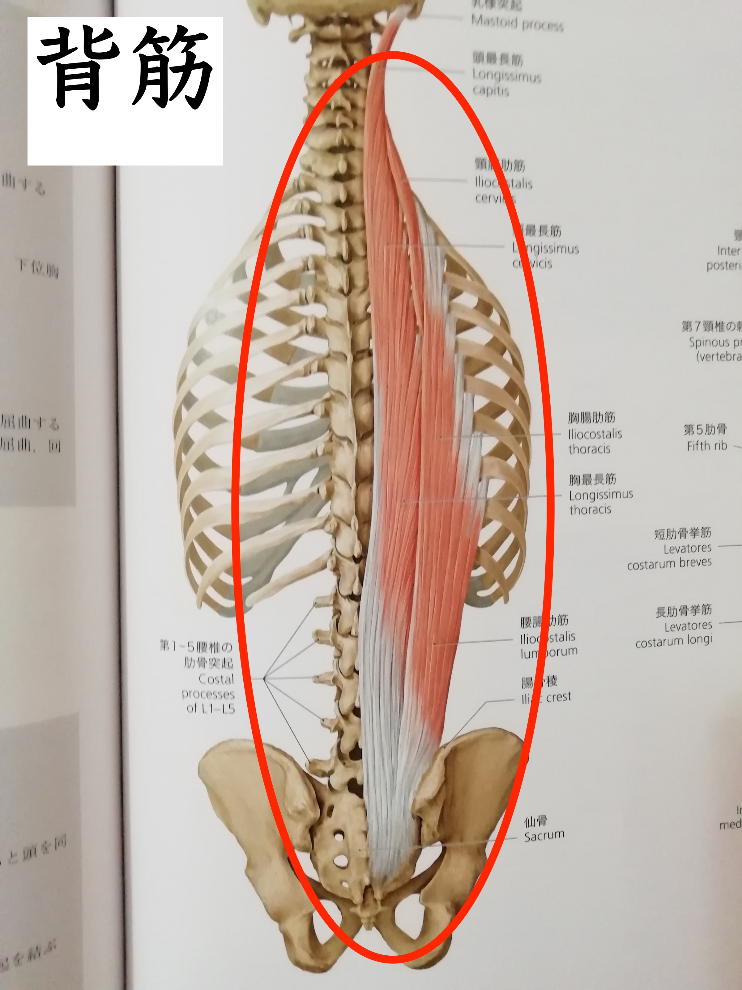 四肢のモーション・パルペーション 上下セット 四肢のモーション