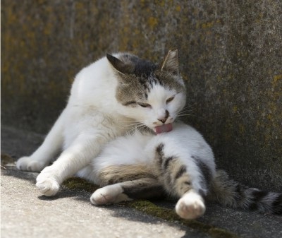 私たちについて  teamあすねこ山梨