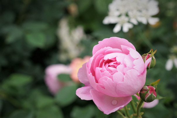 薔薇 チャールズ レニー マッキントッシュ デジカメ ウォーカー