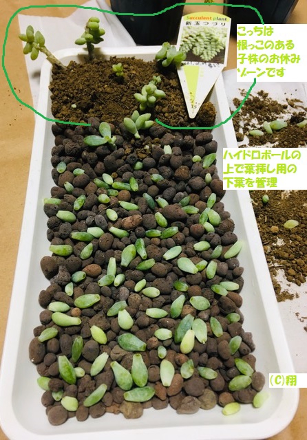 多肉植物ジオラマ・新玉つづりを葉挿しするの巻① | ビックリ箱