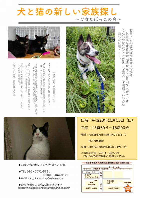 11月13日 日 譲渡会のお知らせ ひなたぼっこの会