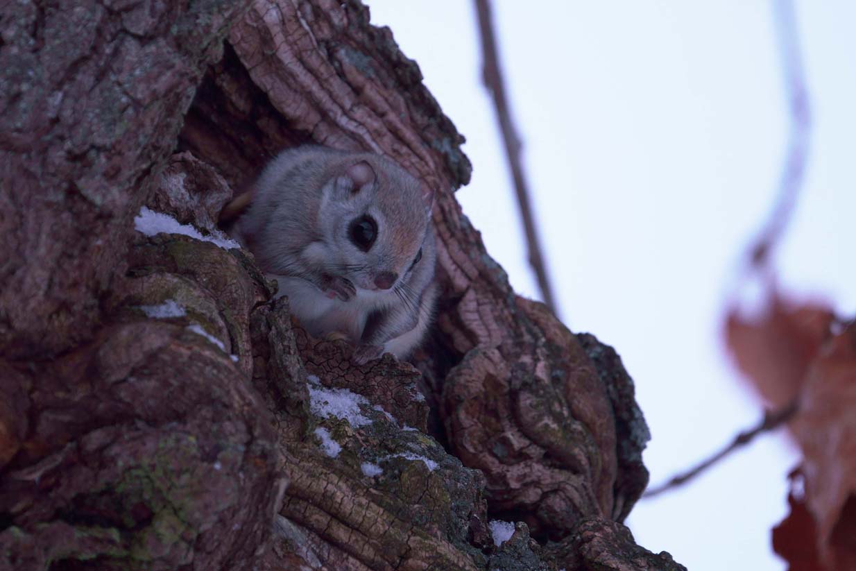 今日もモモンガ 野付半島野鳥観察舎情報サイト