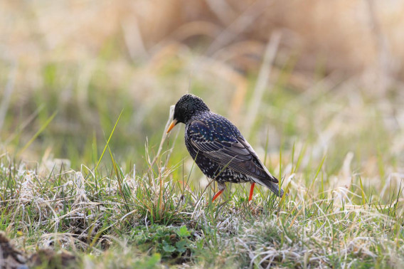 春の渡り鳥いろいろ 野付半島野鳥観察舎情報サイト