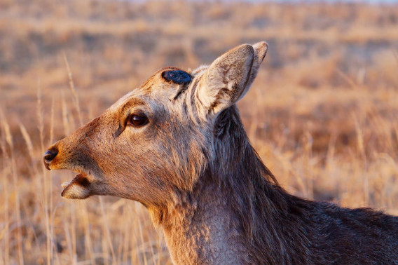 ツノの落ちたエゾシカ 野付半島野鳥観察舎情報サイト