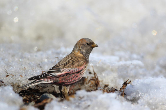 春の冬の小鳥 野付半島野鳥観察舎情報サイト