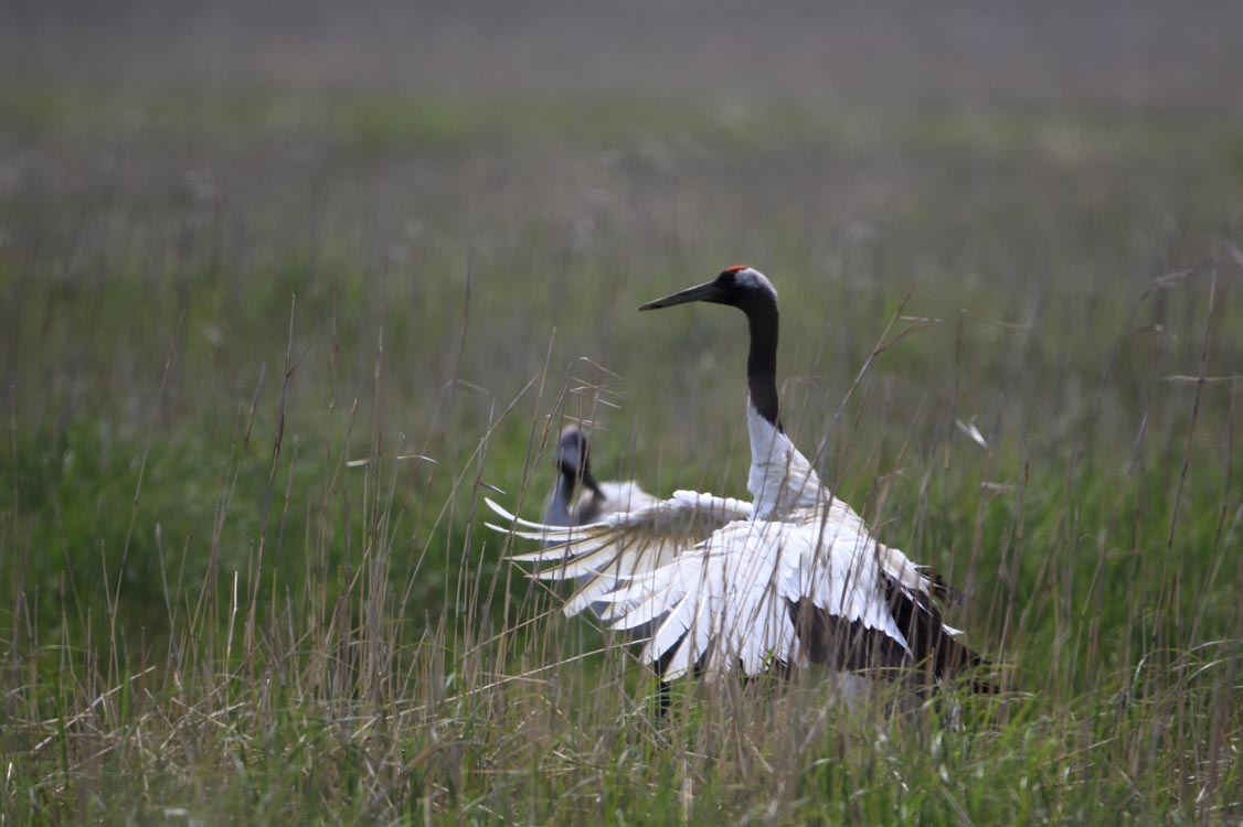 6月の淡水池 野付半島野鳥観察舎情報サイト