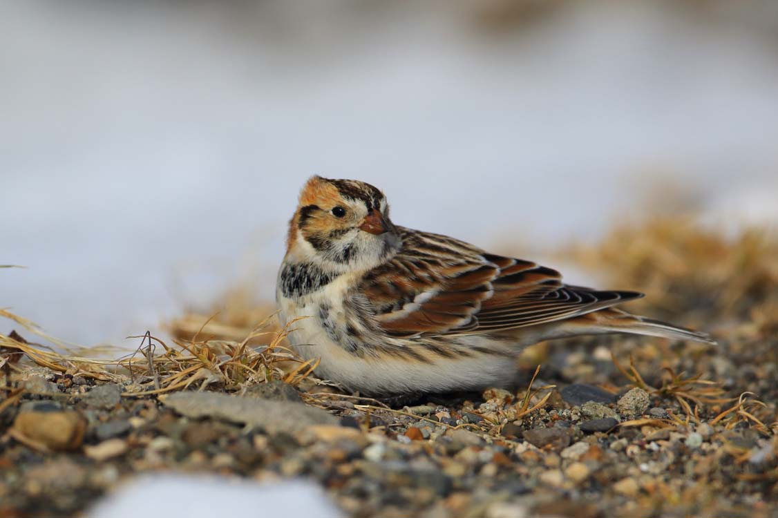大雪あとの小鳥 野付半島野鳥観察舎情報サイト
