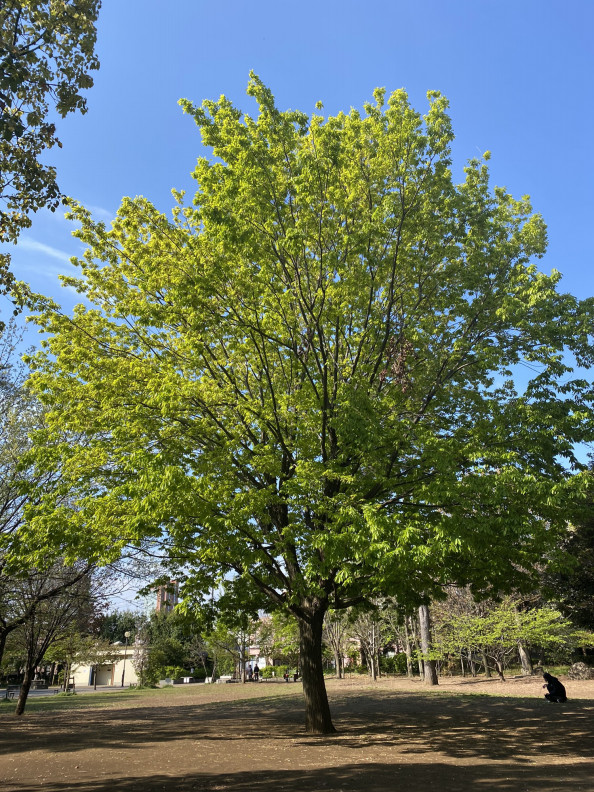 朝散歩 三宿の森公園 おんがくとアートのきょうしつ T Co