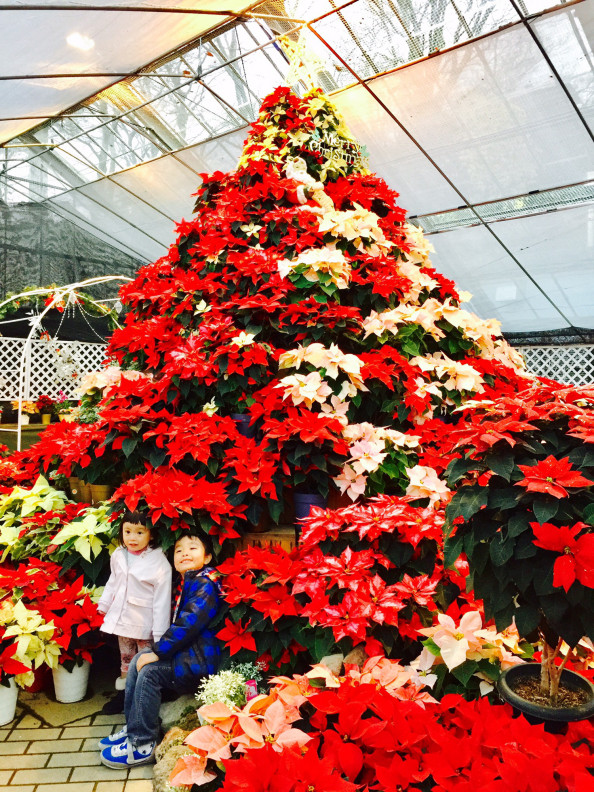 ポインセチアのクリスマスツリー 強羅公園 おんがくとアートのきょうしつ T Co