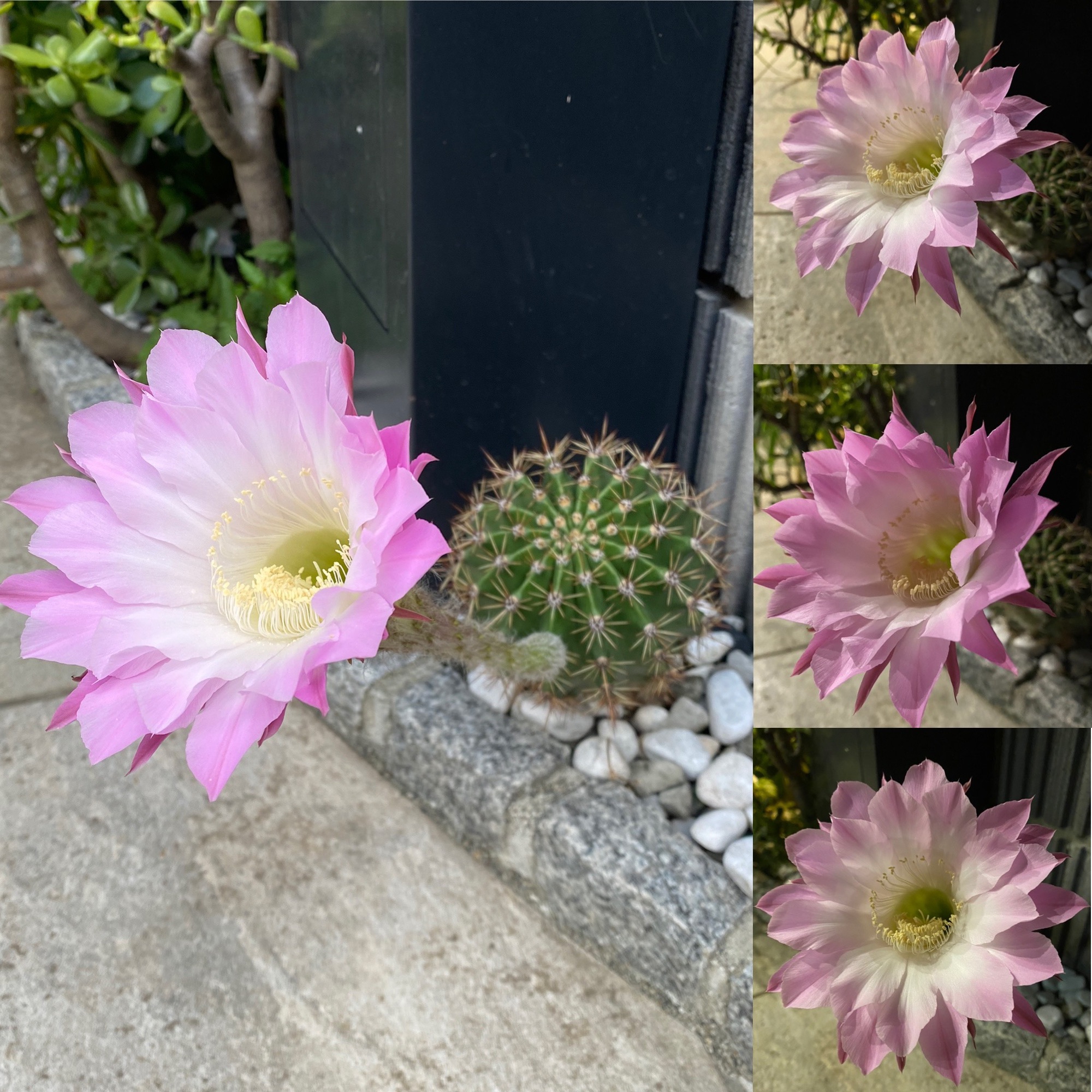 サボテンの花は夜に咲く おんがくとアートのきょうしつ T&Co.