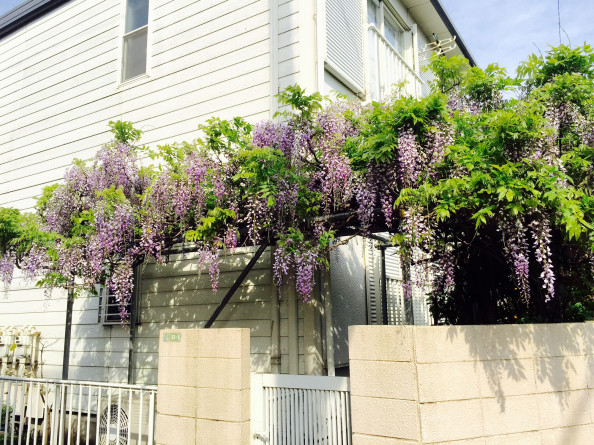 春の庭木シリーズ 紫色編 おんがくとアートのきょうしつ T Co