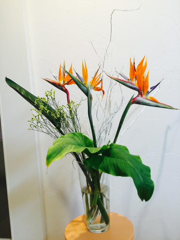 ストレリチア 極楽鳥花 おんがくとアートのきょうしつ T Co ストレリチア 極楽鳥花 おんがくとアートのきょうしつ T Co