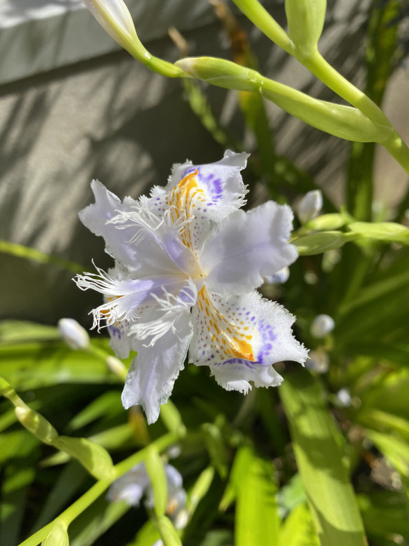 シャガの花が咲きました おんがくとアートのきょうしつ T Co