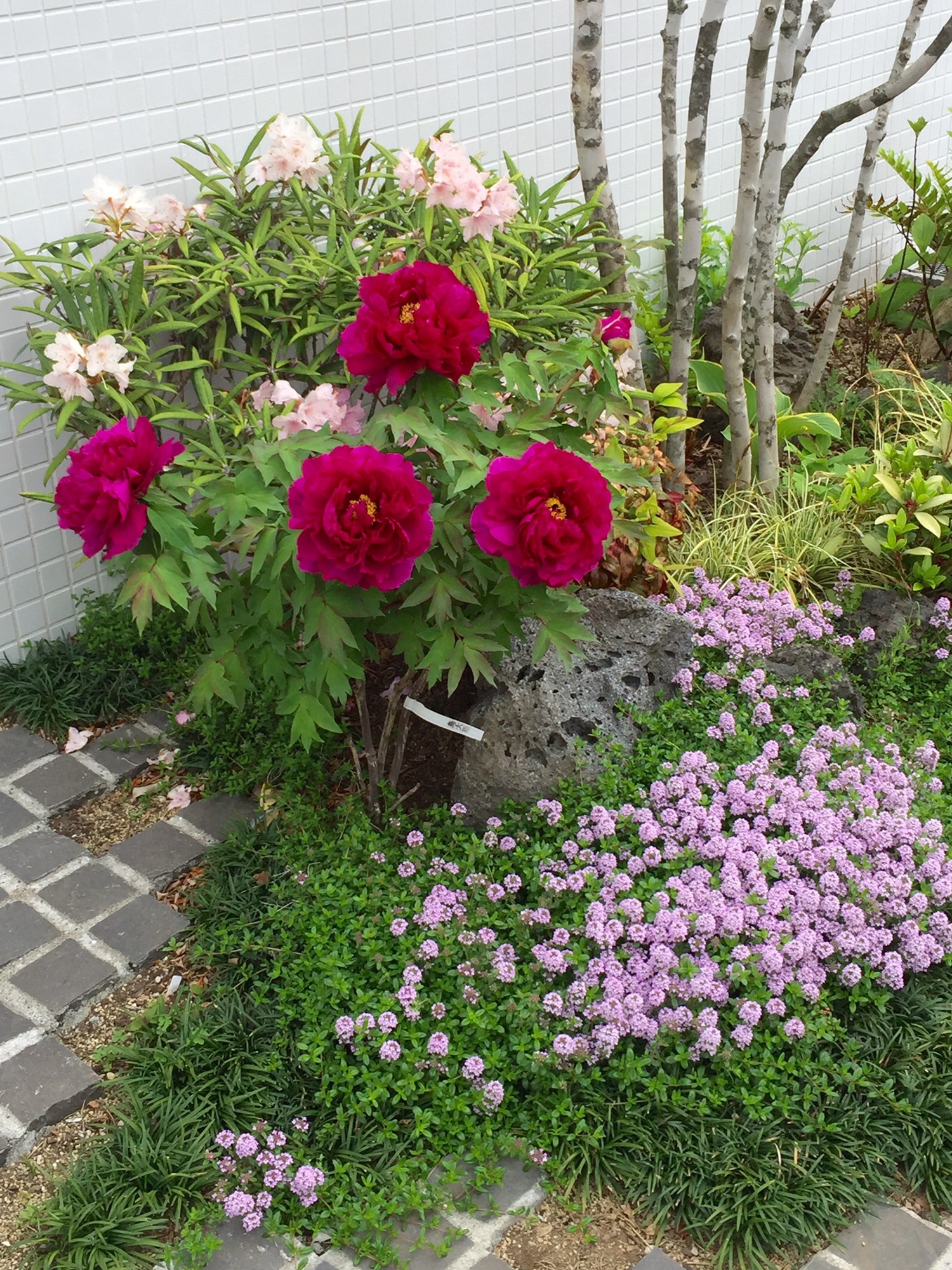 園木華堂牡丹 ボタンの季節です - 富岡西公園－公式サイト