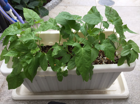 朝顔の苗を間引きしました おんがくとアートのきょうしつ T Co