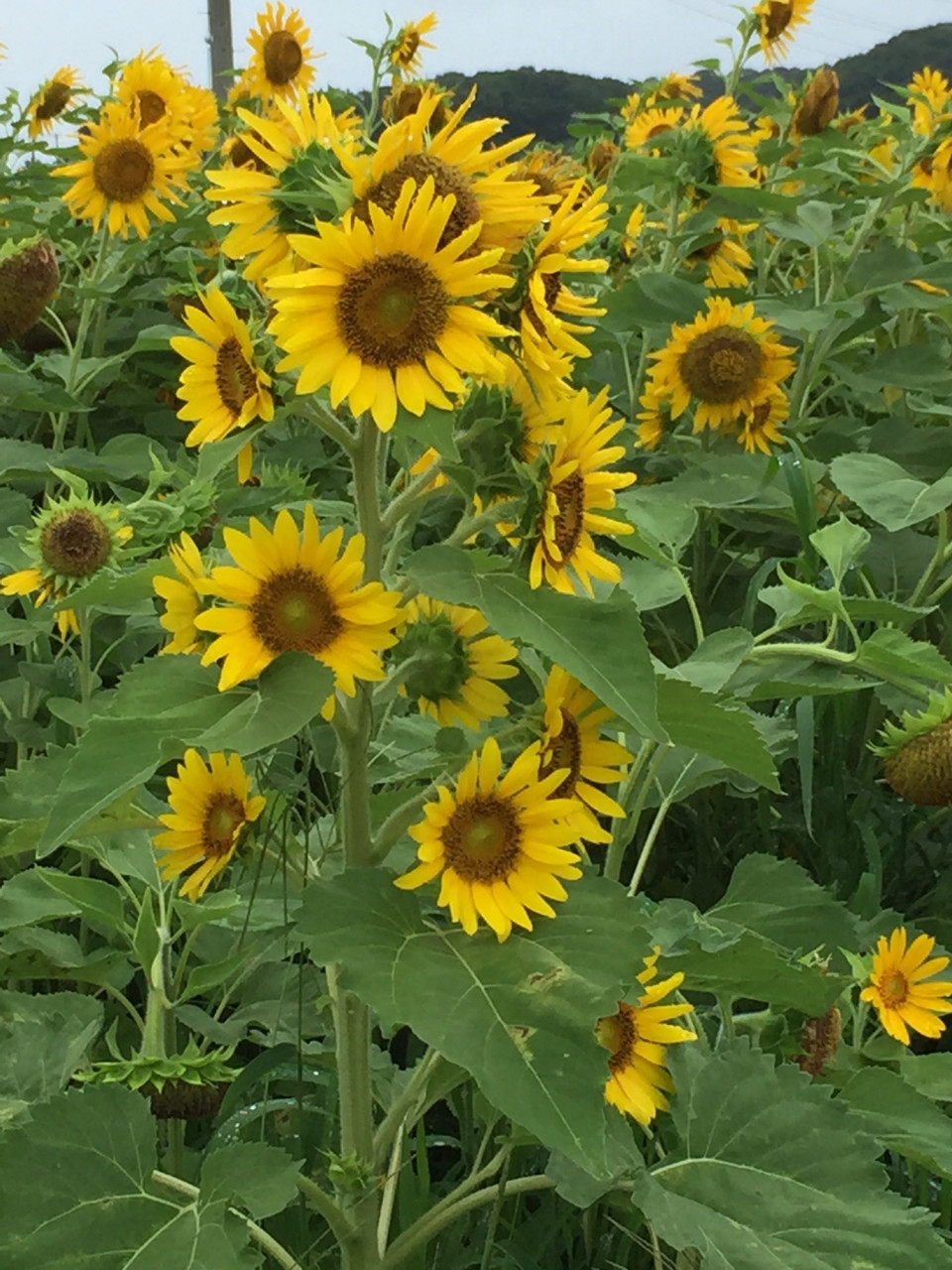 スプレー咲きひまわり おんがくとアートのきょうしつ T Co