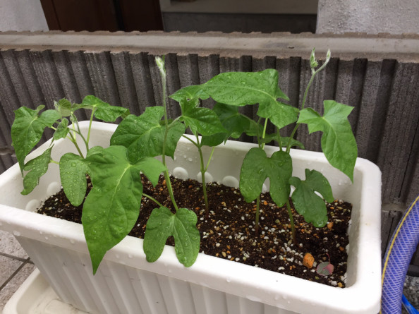 朝顔の苗を間引きしました おんがくとアートのきょうしつ T Co