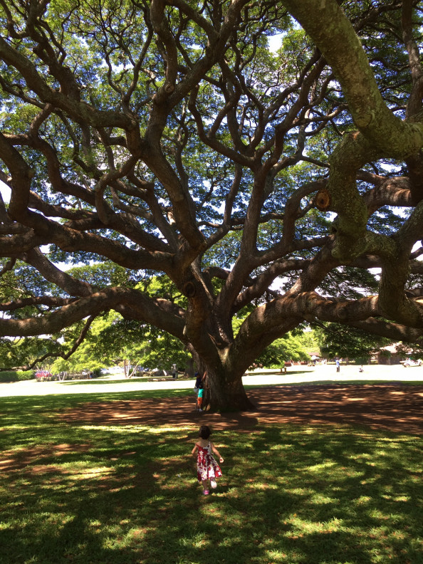 この木なんの木 気になる木 おんがくとアートのきょうしつ T Co