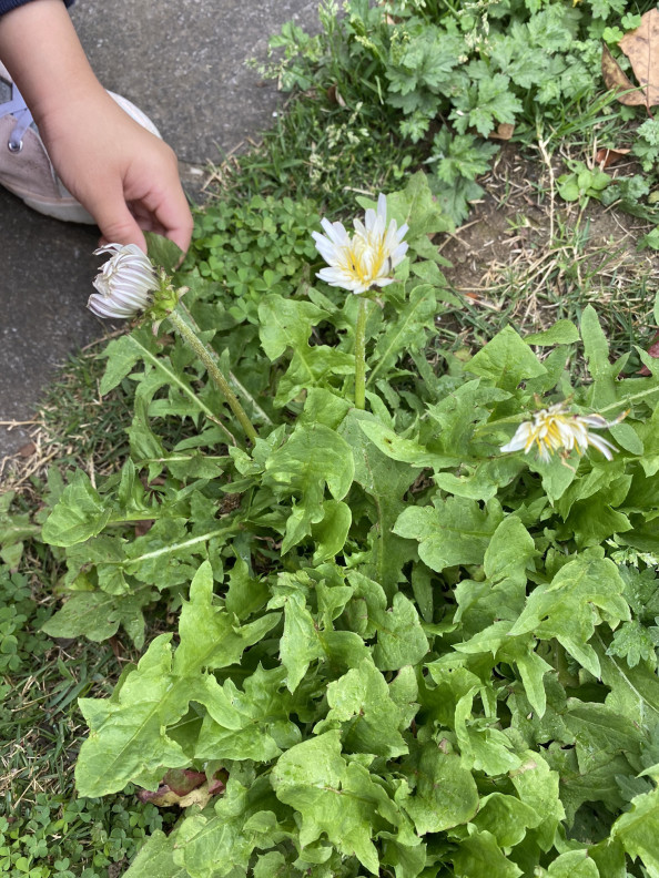 白いタンポポとてんとう虫 おんがくとアートのきょうしつ T Co