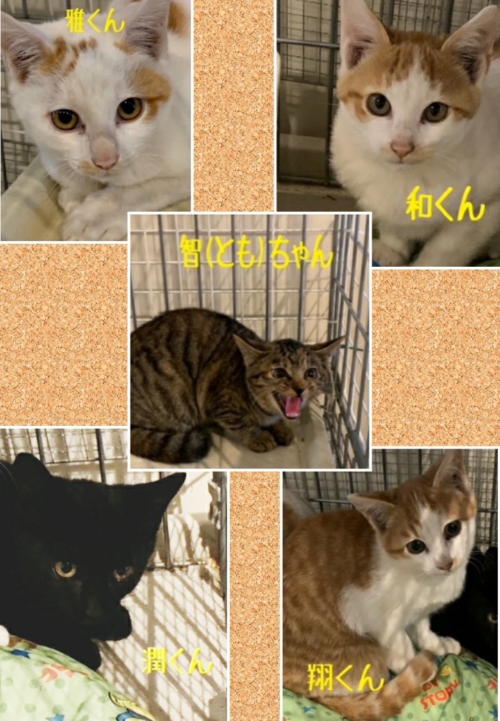🐾里親募集中の猫ちゃん達🐈  神戸ノラネコ🐱TNR🐱🐾🐾実行委員会