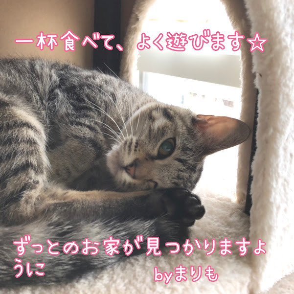 里親募集中の猫ちゃん達 神戸ノラネコ Tnr 実行委員会