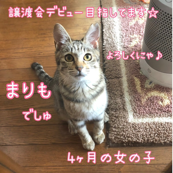 里親募集中の猫ちゃん達 神戸ノラネコ Tnr 実行委員会