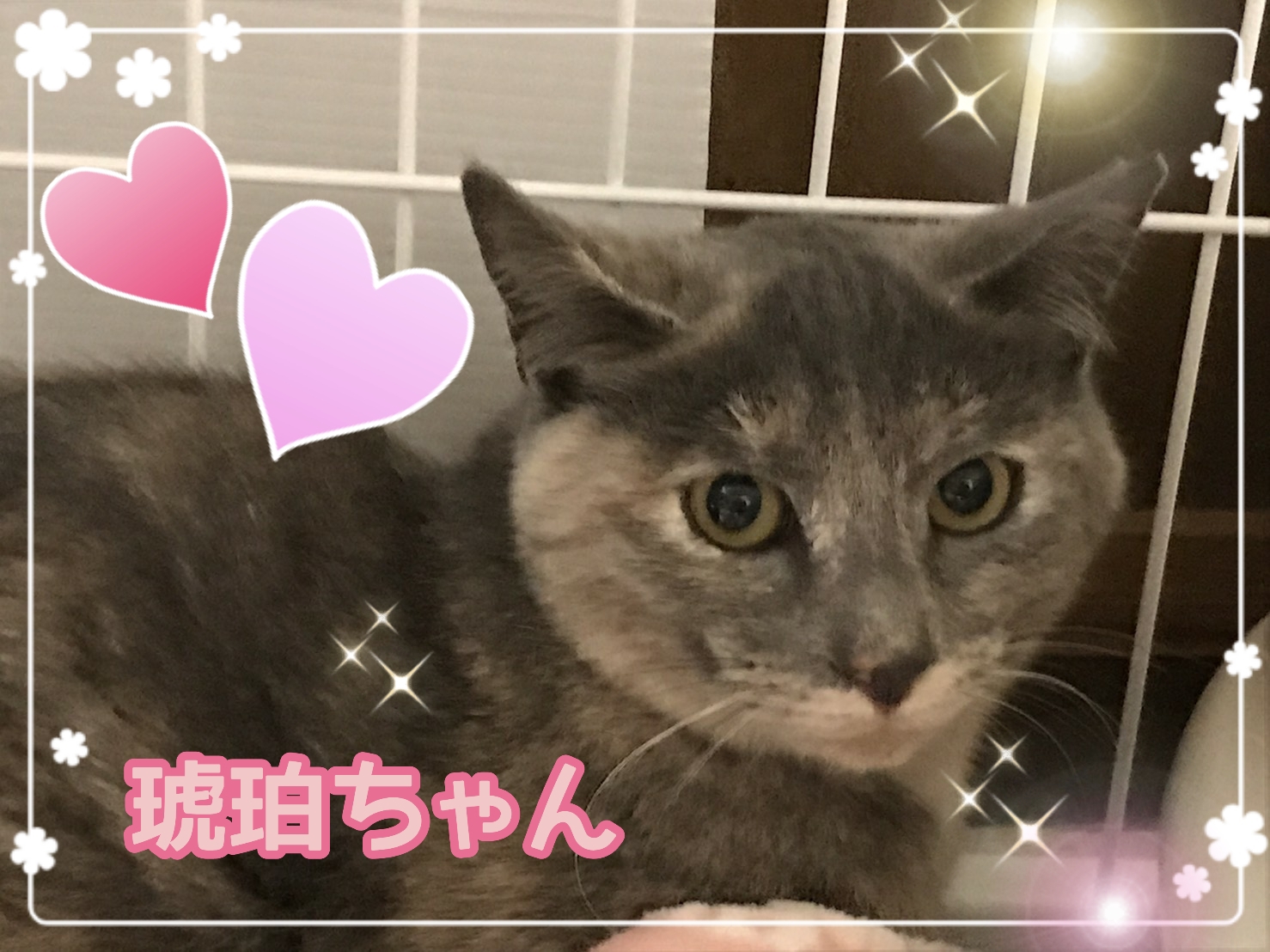 ✨待望の猫ちゃんデザイン！✨ゆるふわな猫ちゃんのルノルマンカード ...