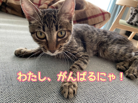 チャーコちゃんも ムティアン開始 神戸ノラネコ Tnr 実行委員会 チャーコちゃんも ムティアン開始 神戸ノラネコ Tnr 実行委員会