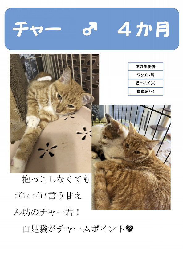 里親募集中の猫ちゃん達 | 神戸ノラネコTNR実行委員会