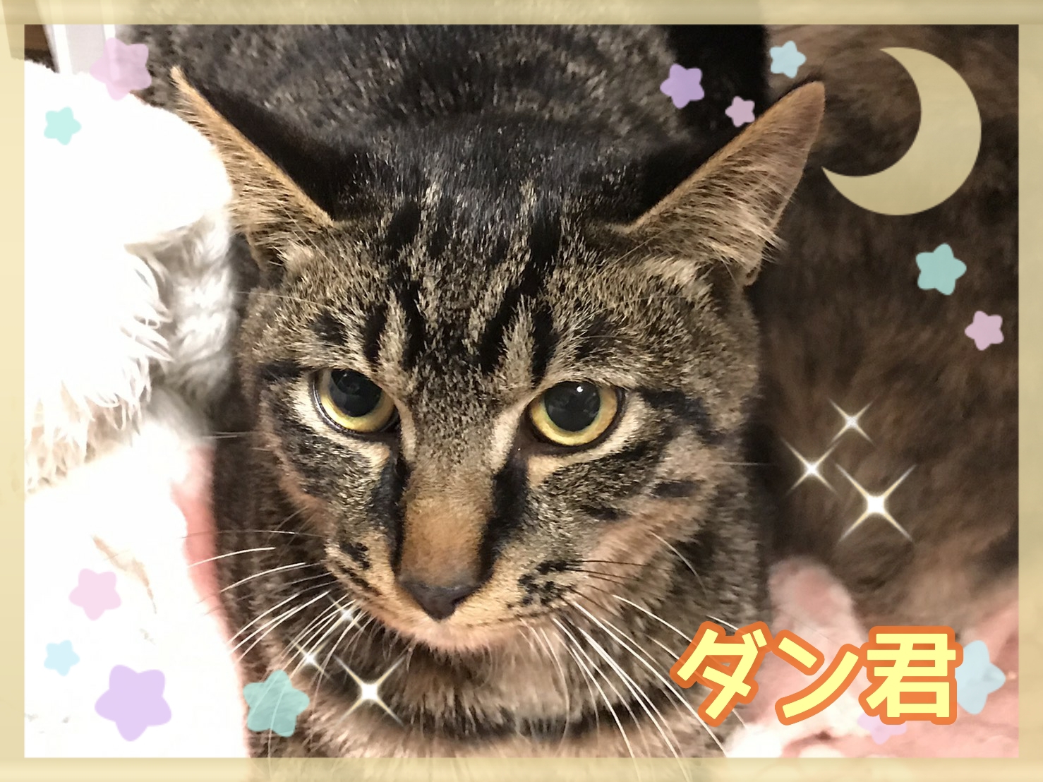 🐾里親募集中の猫ちゃん達🐈  神戸ノラネコ🐱TNR🐱🐾🐾実行委員会