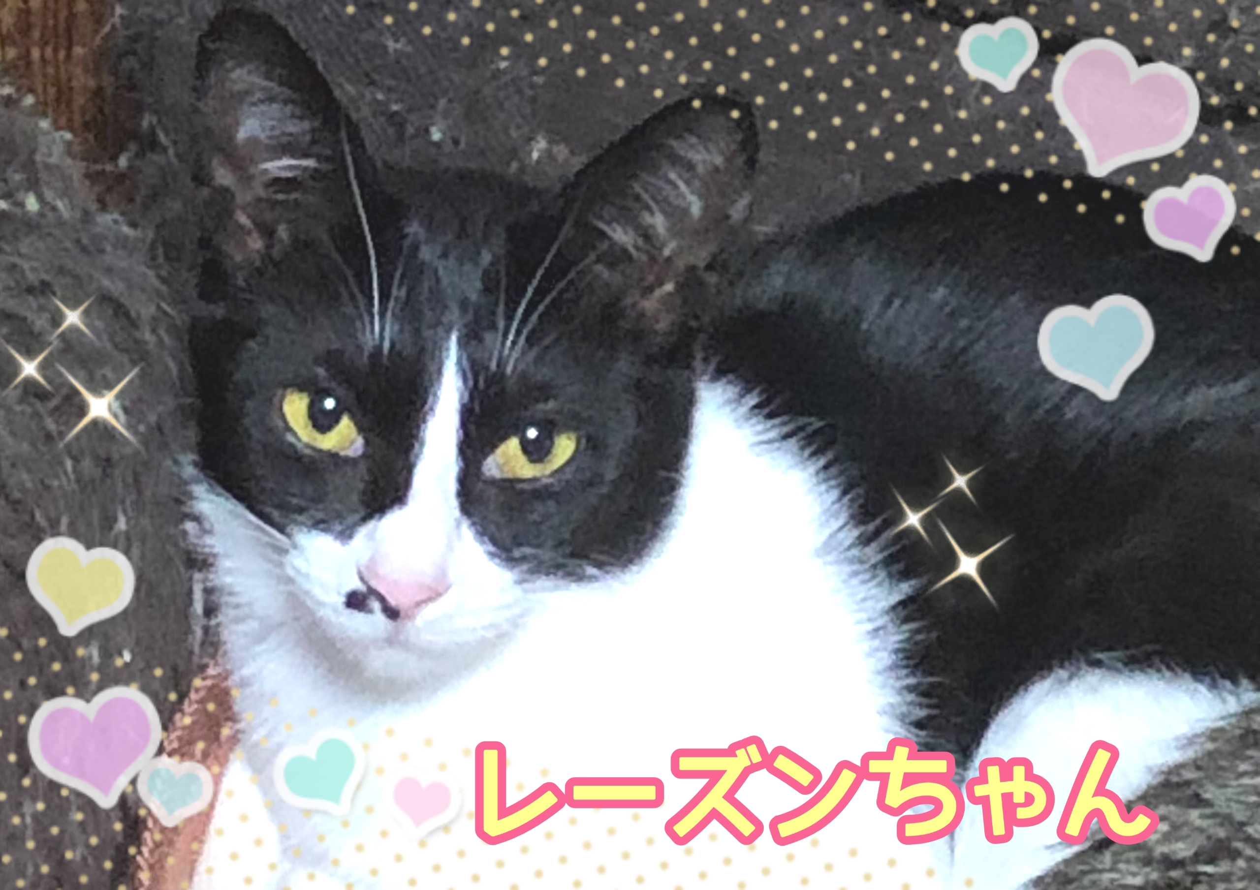 🐾里親募集中の猫ちゃん達🐈  神戸ノラネコ🐱TNR🐱🐾🐾実行委員会