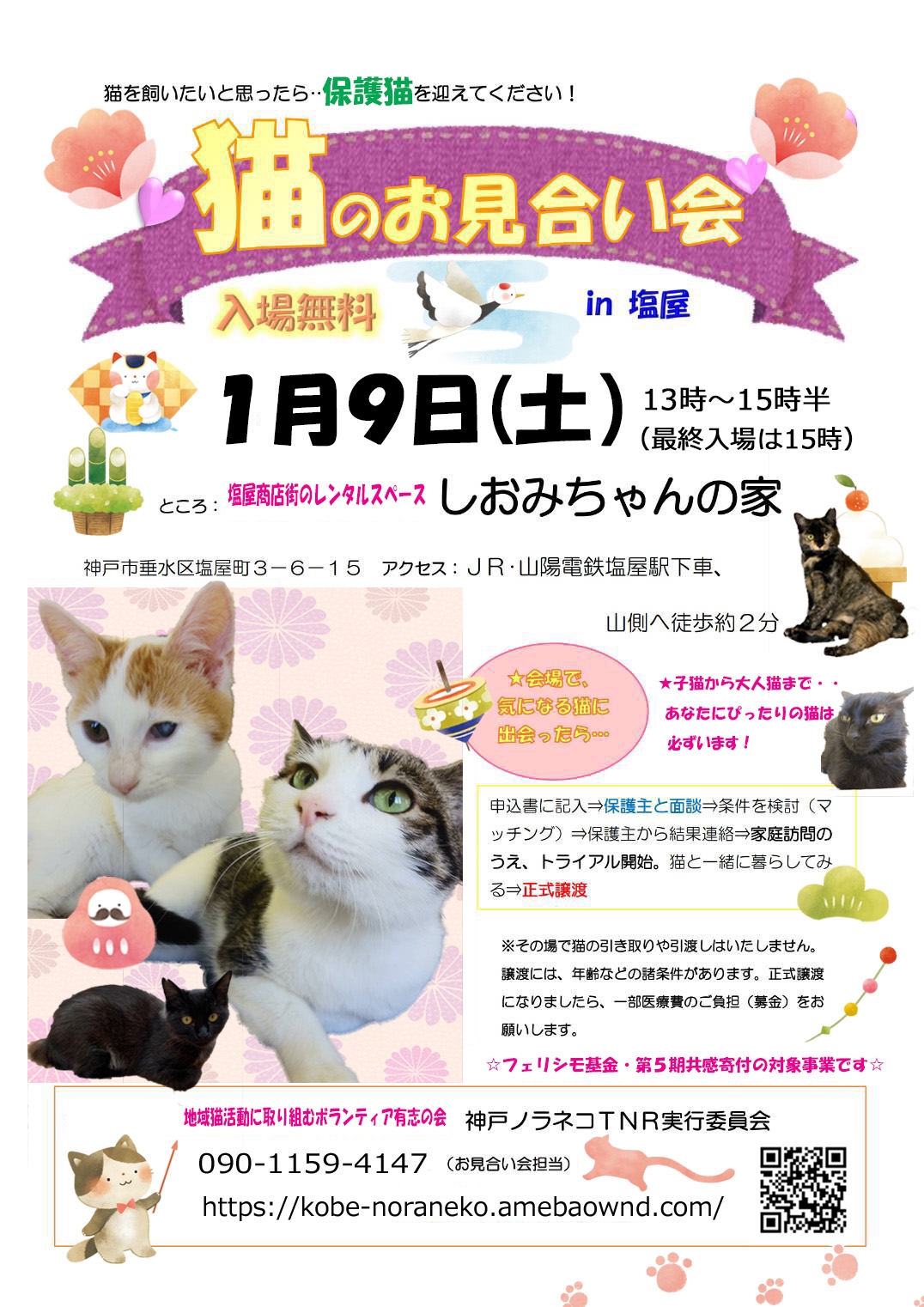 塩屋のお見合い会🐈ありがとうございました🐾  神戸ノラネコ🐱TNR 