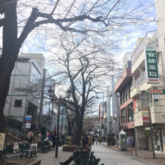 自由が丘の桜並木 最近メディアでも紹介されている究極のエクササイズ バレリーナヨガ 自由が丘の桜並木 最近メディアでも紹介されている究極のエクササイズ バレリーナヨガ