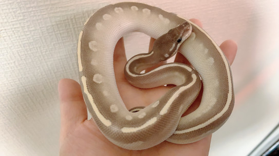 飼い主様募集中 ボールパイソン Hime Luxe Reptiles